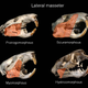 (Clockwise from top left) Mountain beaver, groundhog, North American porcupine, Gambian rat. Phil Myers, Animal Diversity Web Staff